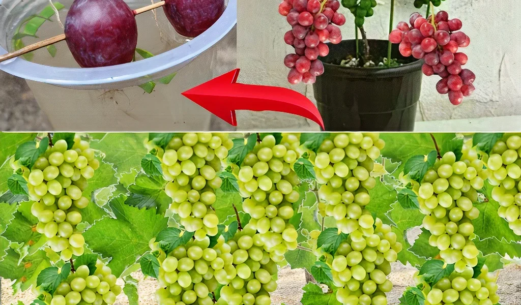 O Melhor M Todo Para Cultivar Uvas Em Um Recipiente A Partir De