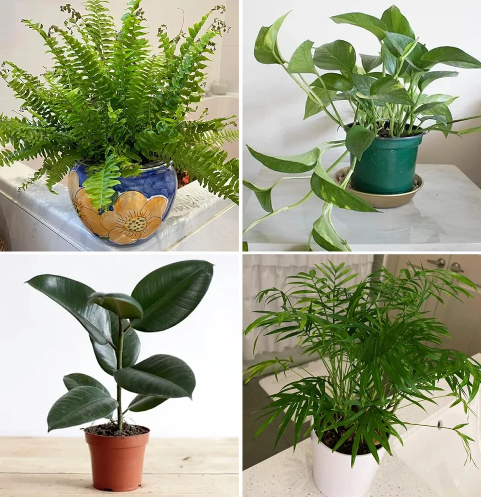 Plantas De Banho Que Crescem Grandes Bonitas E Absorvem Toda A