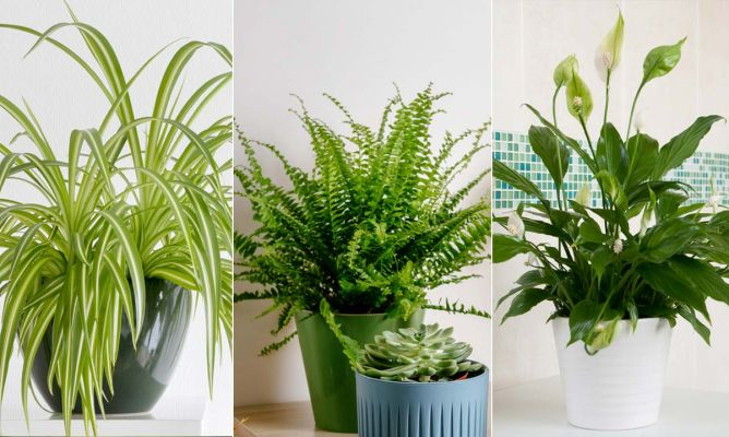 5 Plantas que absorvem a Umidade da sua Casa Dicas da avó